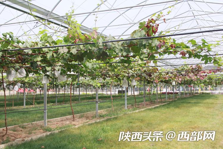 西安毅朝种养殖业专业合作社葡萄种植基地的葡萄大棚.