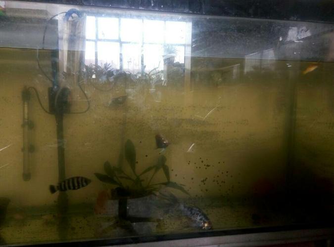 鱼缸水发绿黄,还浑浊,说那泵但是越过越浑浊,怎么解决