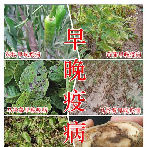 早疫晚疫病*素进口杀菌剂番茄黄瓜辣椒草莓西红柿疫病