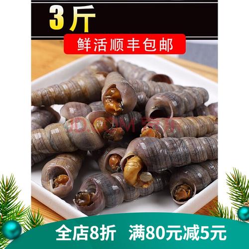钉螺鲜活新鲜3斤超大去尾海锥螺顺丰海鲜贝类水产海螺丝