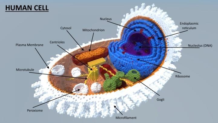 这个模型的大小为100 x 100 x 150块,展示的内容为人体普通的细胞结构