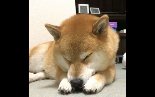 [柴犬maru的日常]爪子舔着舔着就困惹(,, . ,,)