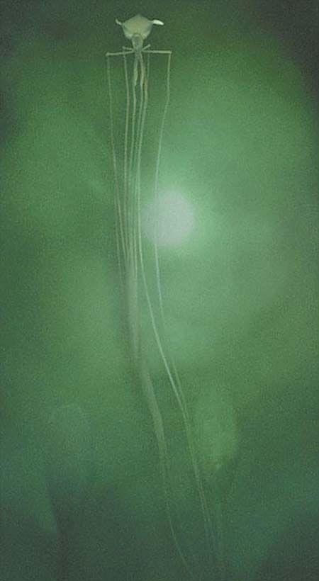 长臂乌贼长8米(图)