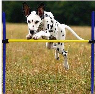 狗狗训练用品敏捷器材单杆跳高跳杆宠物户外训练器材中大型狗包邮
