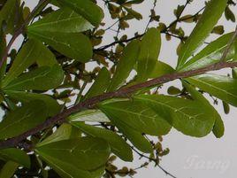 倒卵形叶(植物名)
