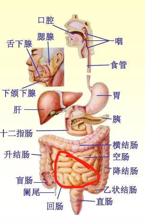 整个小肠5-7米,十二指肠最短空肠大概2米, 回肠算小肠里最长的,因人而