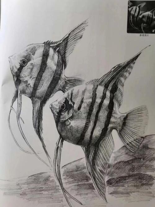 如何画素描鱼