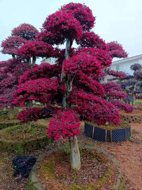 批发红花继木桩 造型红花继木古桩红花继木树桩 移栽桩景成活率高