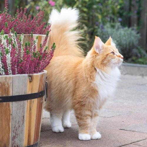 一组橘色的缅因猫图片