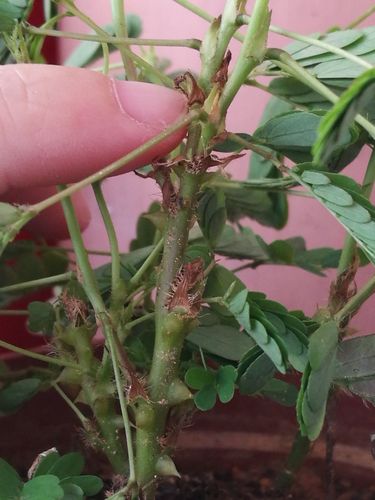 含羞草的茎带刺