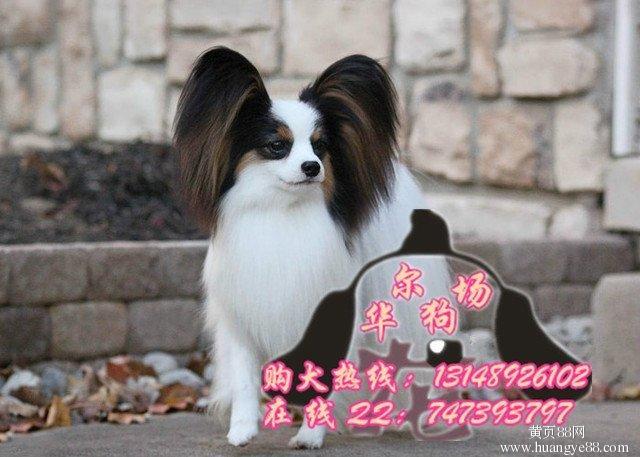 广州哪里有狗场出售蝴蝶犬纯种蝴蝶犬长大多少斤买蝴蝶犬到哪里好蝴蝶