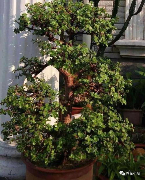 养金枝玉叶,改掉5个"习惯",长得粗壮,几年变老桩盆景