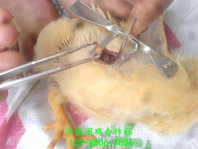 华新阉鸡技术培训.