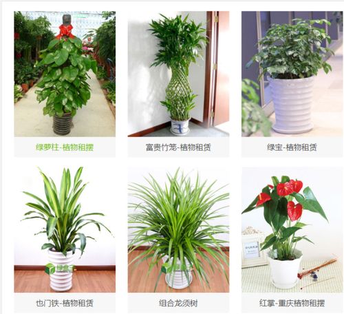 重庆植物租赁价格花卉出租
