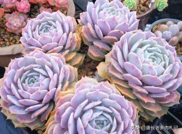 多肉露娜莲颜色粉紫栽种简单就是易生侧芽眼看盆又装不下了