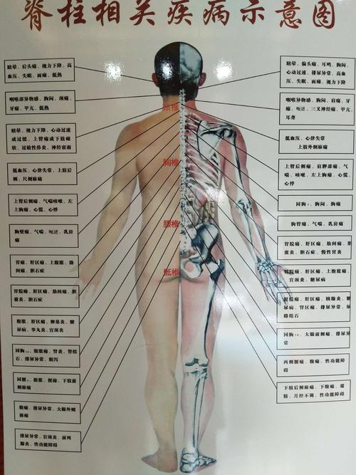 背部全息清楚了解脊柱相关的问题.