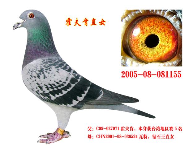 最佳优秀直女, - 龙翔轩鸽舍