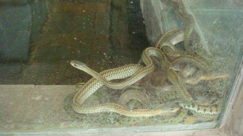 老虎和蛇的故事