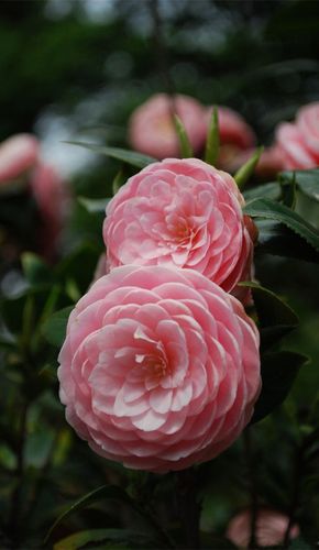 山茶花
