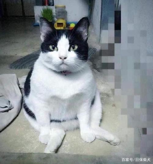 两年前捡的流浪猫,现在已经变成圆润的大胖子,太可爱了