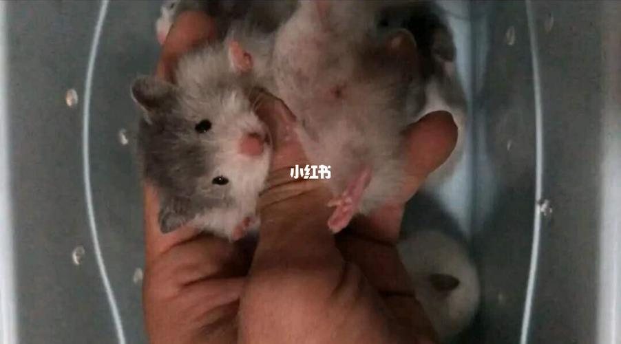 现在黑波利仓鼠是什么价位呀