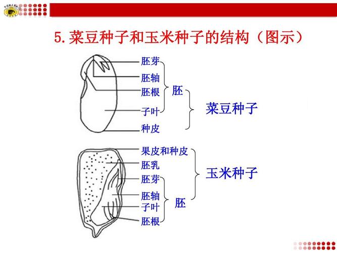 5.菜豆种子和玉米种子的结构(图示)ppt