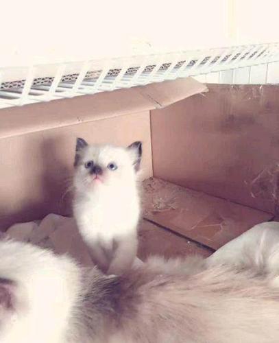 布偶猫24000元
