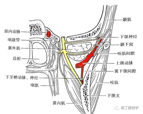 咬肌间隙和翼下颌间隙