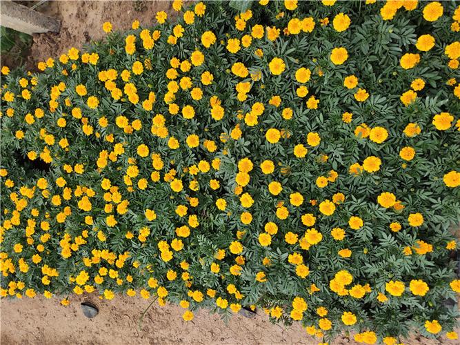 欧润 孔雀草花海 孔雀草 厂家直销