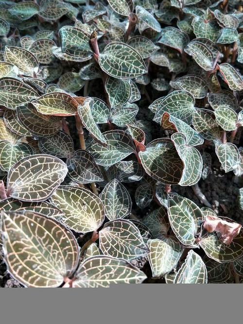 "神农妙莲"金线莲,原来这么厉害?竟能排除人体11种毒素.