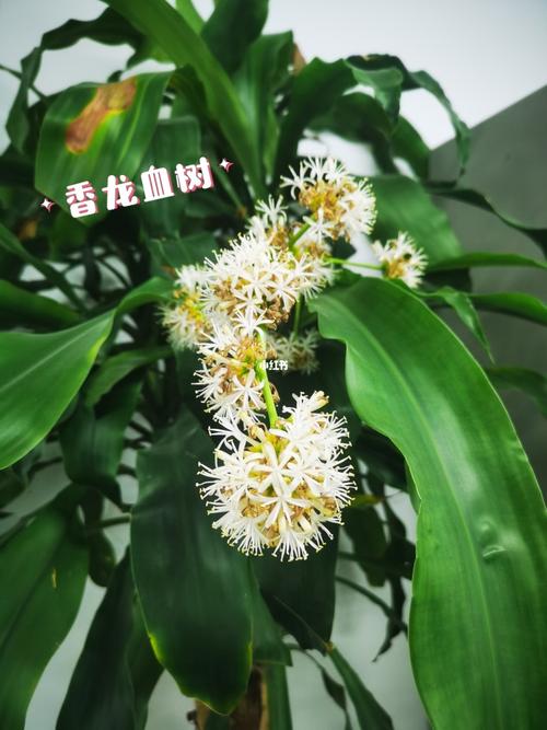 香龙血树(巴西木)开花啦_花_家居家装_家居装饰