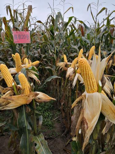 玉米品种展示