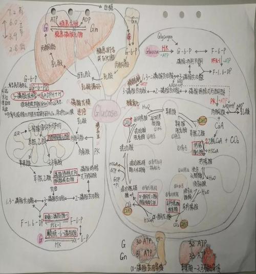 纪韦琪:17级29班  思维导图不仅把重要知识点圈出来了,也把糖代谢的