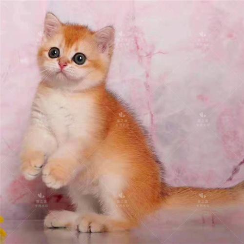 金渐层宠物幼猫纯种渐层猫咪ny11ny12长毛猫家家养猫咪