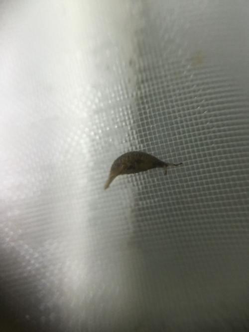 上周往鱼缸里放了些水蚤,今天清理鱼缸的时候发现了这个.