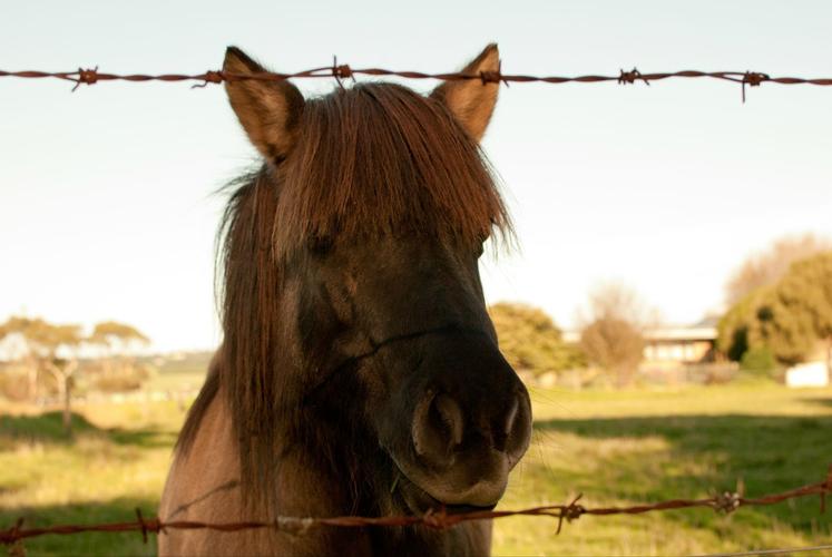 墨尔本菲利普岛自然公园-驴妈妈攻略