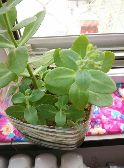 这花学名叫什么?我们家叫这个是蝎子花,求学名,如图