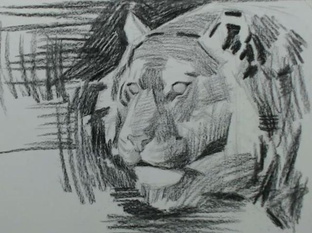 素描老虎这样画