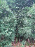 龙头竹