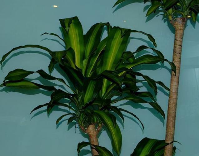 冬天养香龙血树简单4步根系枝干粗壮叶绿花香身价倍增