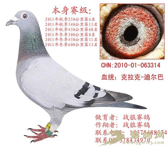 北京恒运顺达信鸽俱乐部