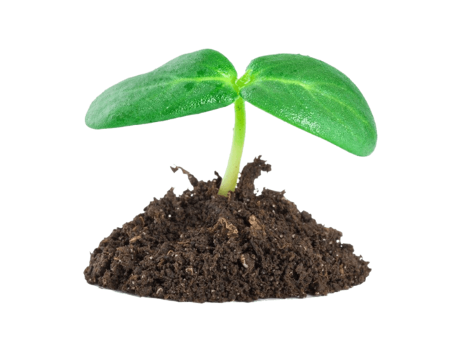 植物幼苗免费下载植物幼苗