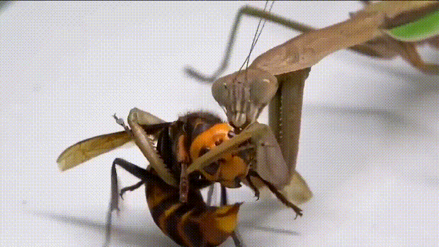 遇到克星了大虎头蜂猝不及防被螳螂秒杀吃得只剩残肢