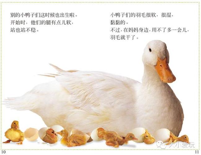 小鸭子的出生过程,不知道摄影师是怎么拍到全过程的.