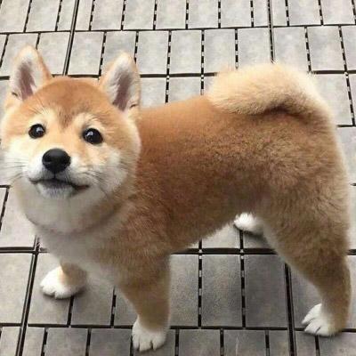 柴犬头像搞笑高清图片 单身狗头像柴犬系列 - 微信头像 - 潮人个性网