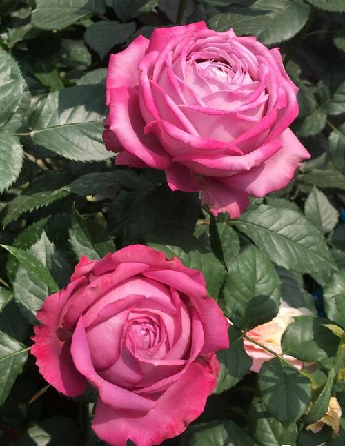 月季紫魂香水美胜玫瑰香远益清阳台养一棵四季有花看