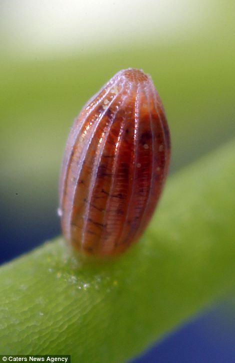 毛毛虫破壳而出惊人画面