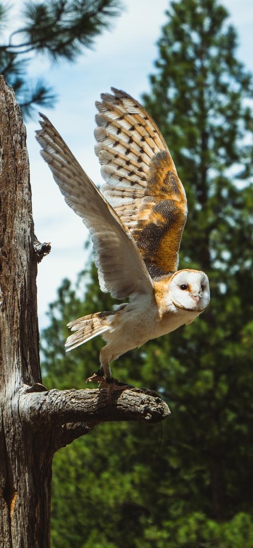 展翅 树干 猫头鹰 飞翔