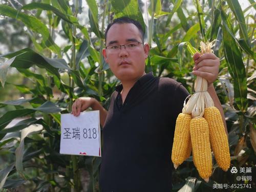 耐密穗粗 质优高产 圣瑞818重磅来袭