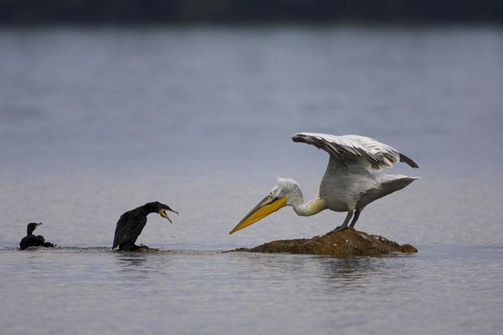 卷羽鹈鹕,鹈鹕,鸬鹚,希腊,马其顿